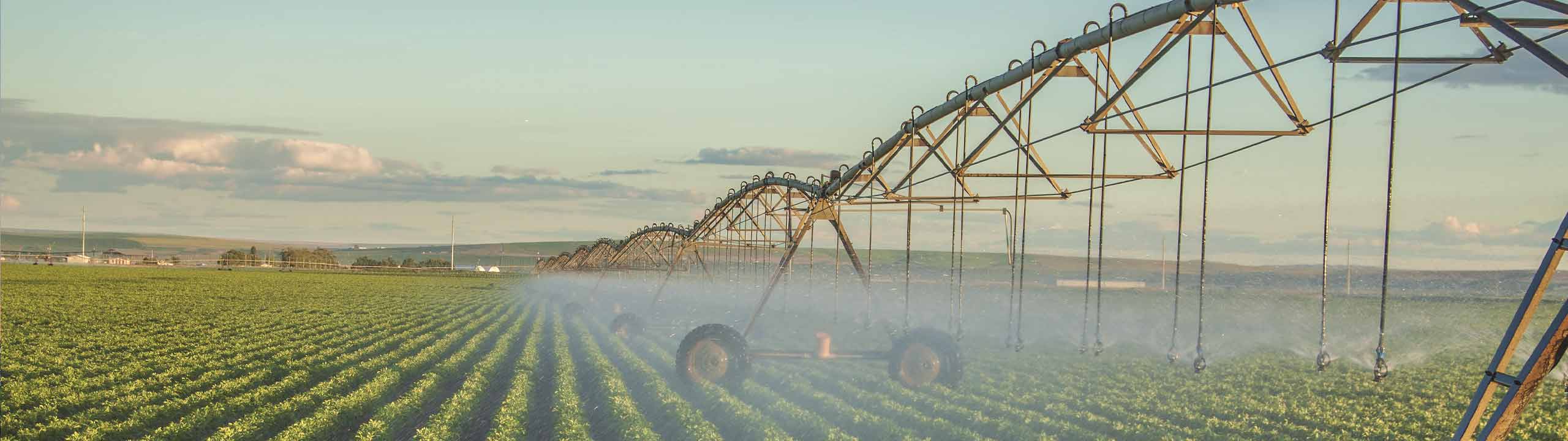 Feld mit gruenen Pflanzen wird mit Sprinkleranlage gewaessert