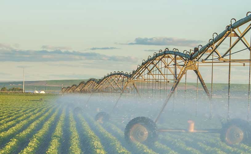 Feld mit gruenen Pflanzen wird mit Sprinkleranlage gewaessert